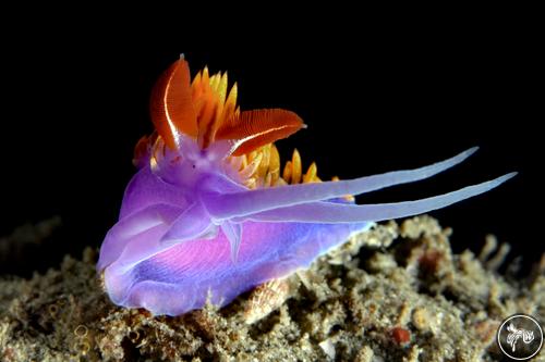 Flabellinopsis iodinea from California, USA