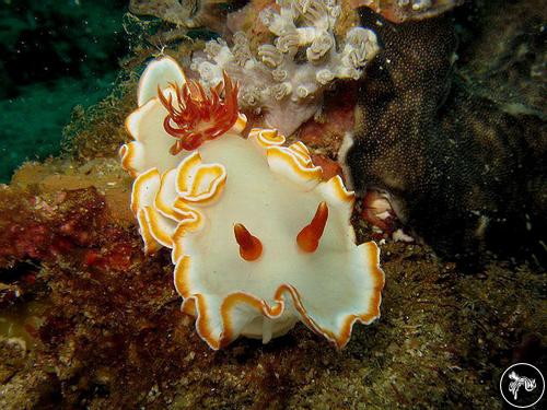 Glossodoris sp. from Indonesia