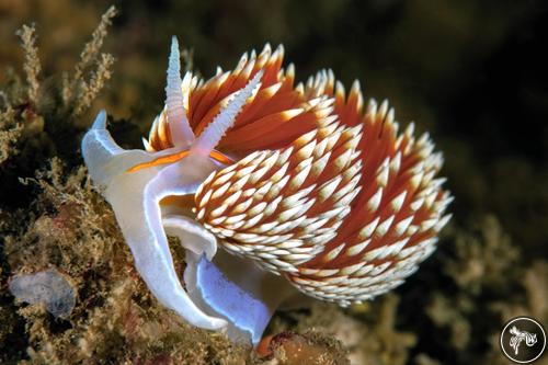 Hermissenda opalescens from California, USA