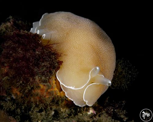 Boreoberthella californica from California, USA