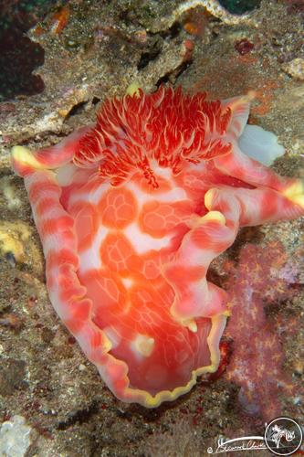 Hexabranchus giganteus from Oman