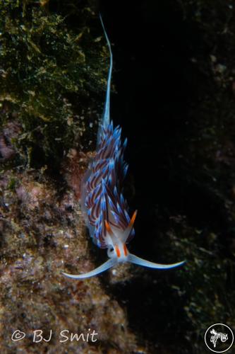 Cratena peregrina from Spain