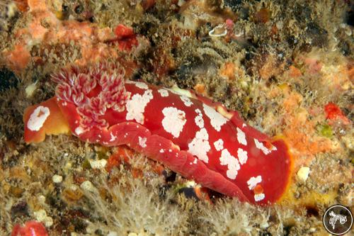 Hexabranchus aureomarginatus from Oahu, Hawaii, USA