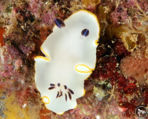 Ardeadoris scottjohnsoni from Oahu, Hawaii, USA