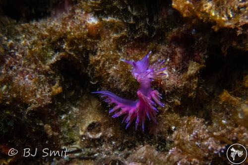 Flabellina affinis from Spain