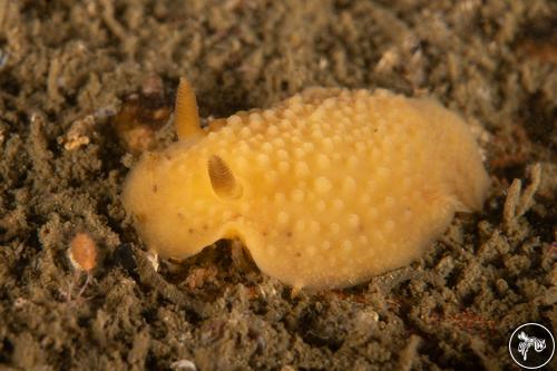 Cadlina sparsa from California, USA