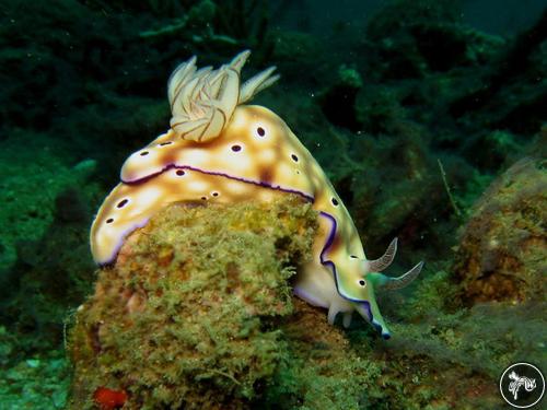 Hypselodoris tryoni from Indonesia