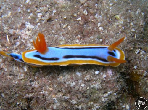 Chromodoris annae from Indonesia