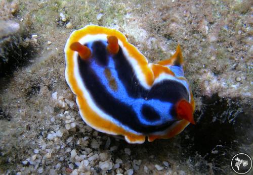 Chromodoris annae from Indonesia