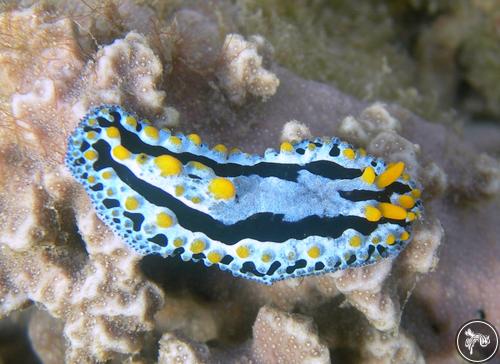 Phyllidia coelestis from Indonesia