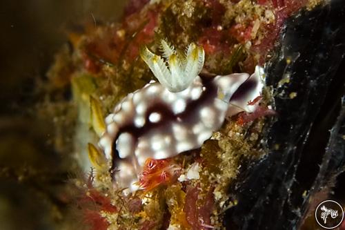 Goniobranchus geometricus from Thailand