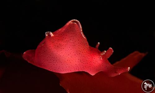 Aplysia californica from California, USA