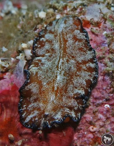 Pseudobiceros fulgor from Anilao, Philippines