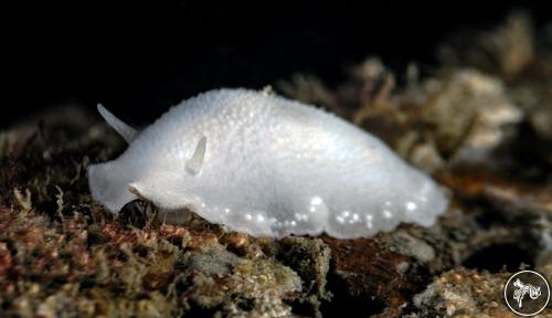 Conualevia alba from California, USA