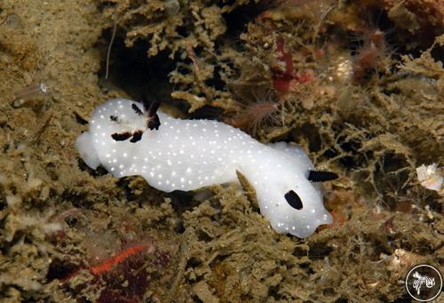 Cadlina limbaughorum from California, USA