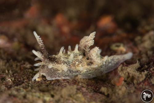 Bermudella angelensis from California, USA