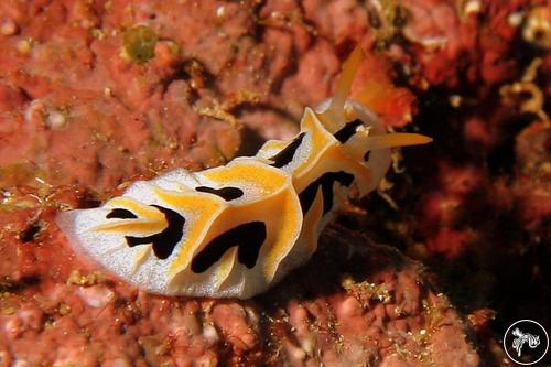 Reticulidia fungia from PNG