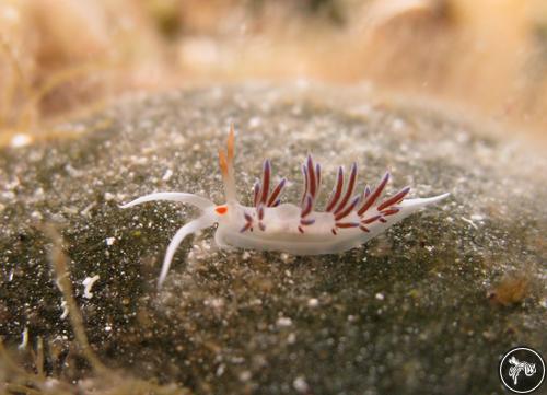 Cratena peregrina from Croatia