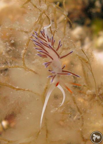 Cratena peregrina from Croatia