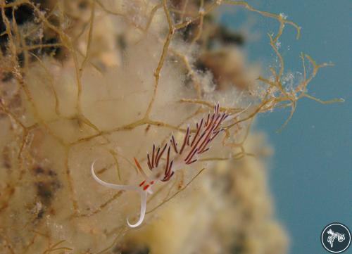 Cratena peregrina from Croatia