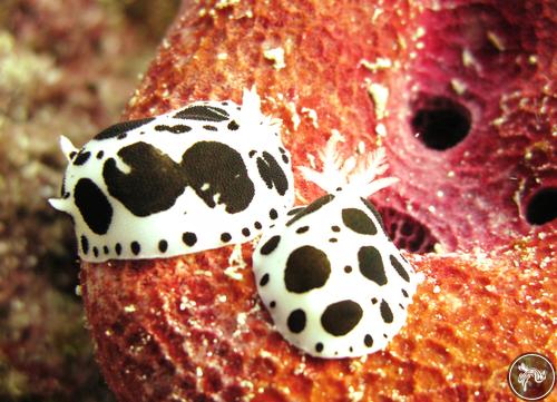 Peltodoris atromaculata from Croatia