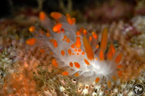 Limacia mcdonaldi from California, USA