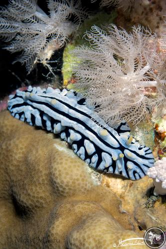 Phyllidia varicosa from Saudi Arabia