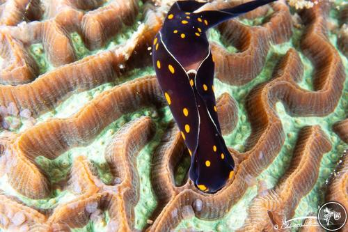 Chelidonura punctata from Oman