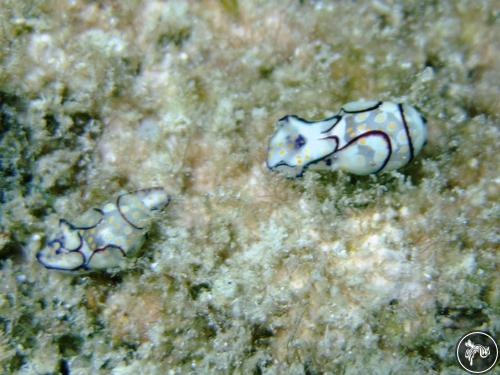 Haminoea cyanomarginata from Malta