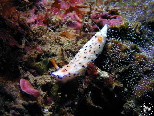 Hypselodoris sagamiensis from Taiwan