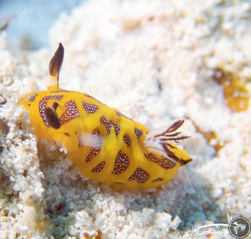 Halgerda indotessellata from Tanzania