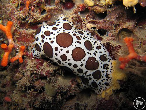 Peltodoris atromaculata from Spain