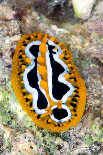 Phyllidia undula from Jordan