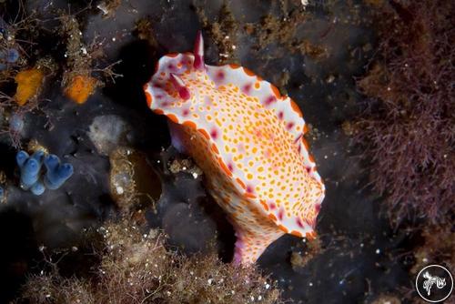 Ceratosoma amoenum from Australia