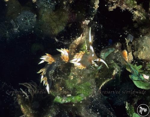 Facelina sp. from Turks & Caicos Islands