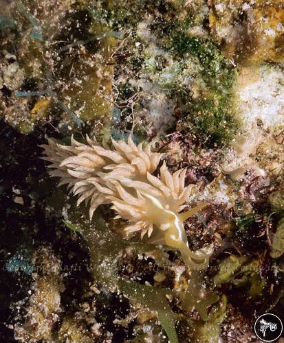 Pauleo jubatus from Turks & Caicos Islands