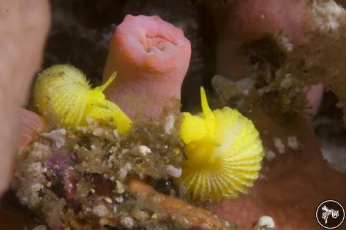 Epitonium billeeanum from Ambon, Indonesia