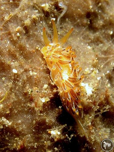 Trinchesia sp. from New Zealand