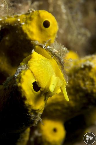 Tylodina perversa from Costa Brava, Spain