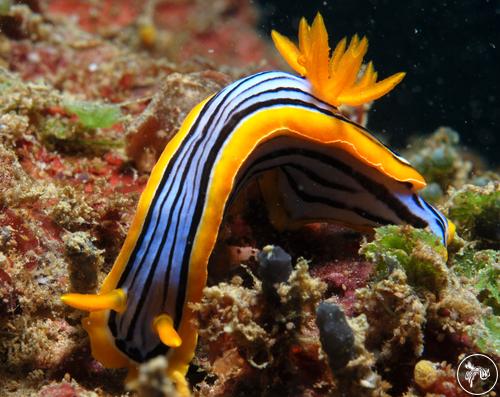 Chromodoris sp. from Sri Lanka