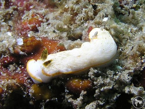 Dermatobranchus albus from Jinshawan Beach Park, Taiwan