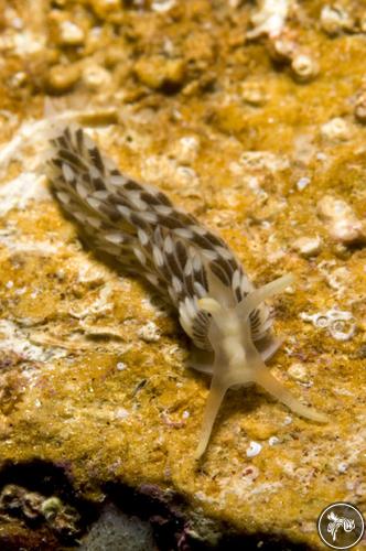 Aeolidiella alderi from Costa Brava, Spain