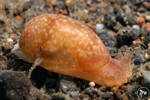 Bulla vernicosa from Bali, Indonesia