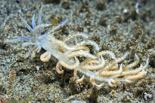 Phyllodesmium poindimiei from Philippines