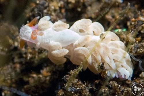 Trinchesia sp. from Philippines