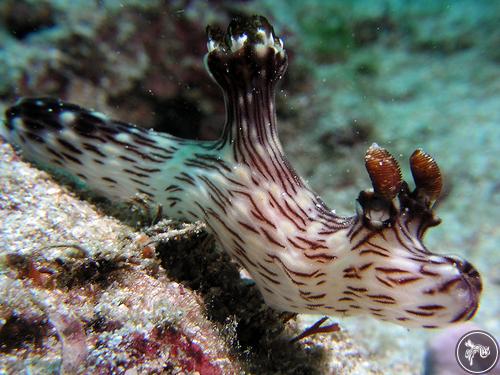 Jorunna rubescens from Taiwan