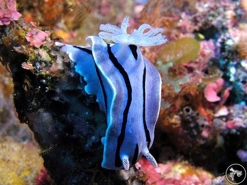 Chromodoris willani from Taiwan