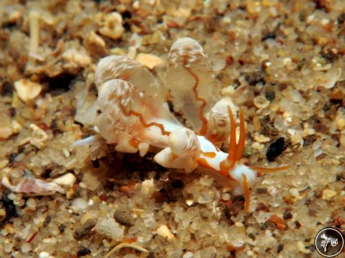 Eubranchus inabai from Nelson Bay, Australia