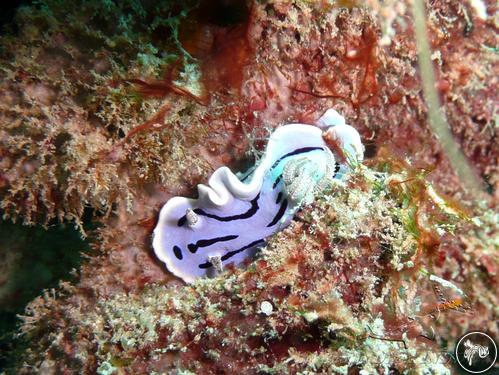 Chromodoris willani from Malaysia