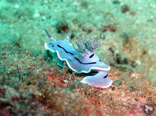 Chromodoris willani from Malaysia